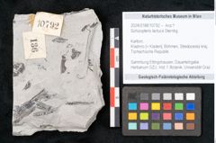 Foto (Objekt + Etikett) von Sohizopteris lactuca Sternbg. (NHMW-GEO-2024-0188-10792)
